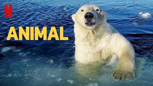 Watch Animal | Netflix Official Site Watch Animal | Netflix Official Site