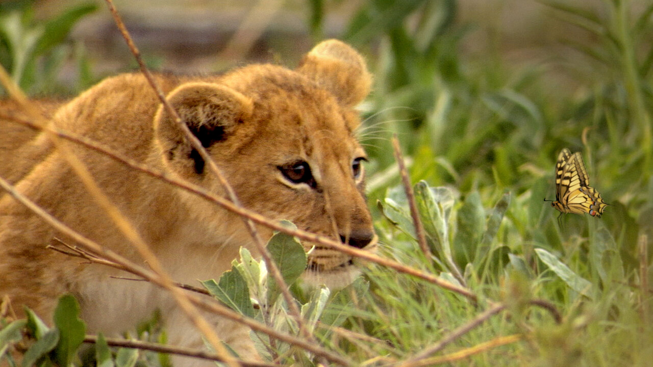 Watch If I Were an Animal | Netflix Watch If I Were an Animal | Netflix